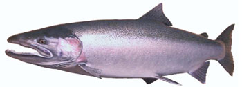 Alaska Steelhead Fishing Guide